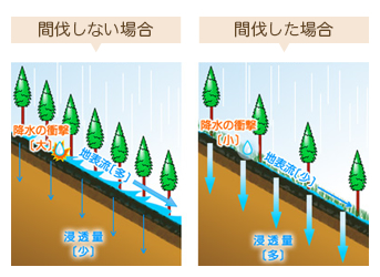 間伐しない場合・間伐した場合
