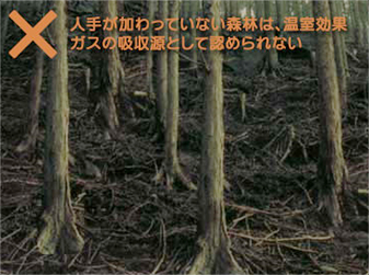 人手が加わっていない森