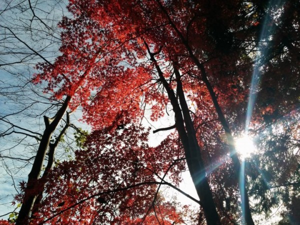 登山部活動日記サムネイル
