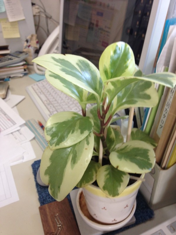 観葉植物を育てるサムネイル