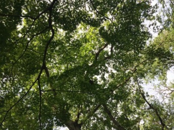 井の頭公園サムネイル